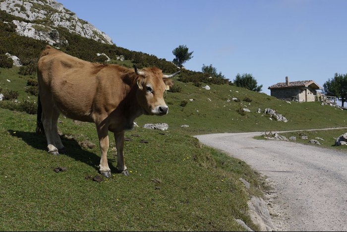 A cautious cow